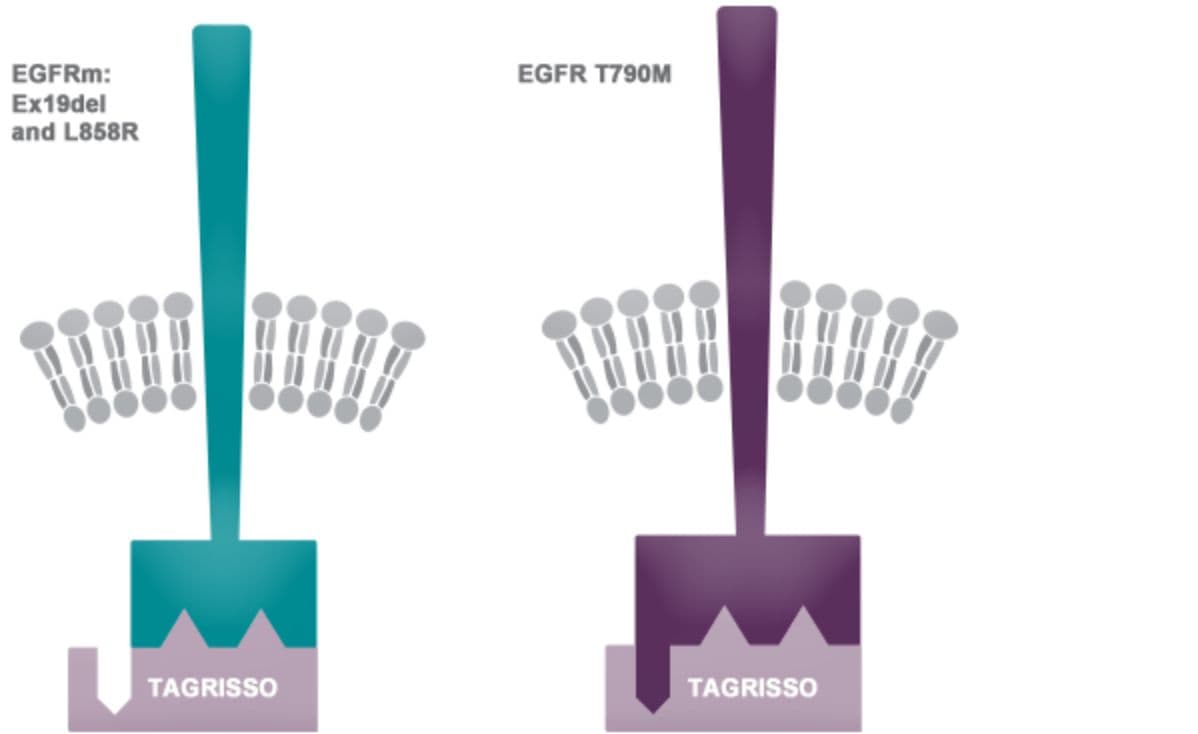 EGFRm und EGFR T790M